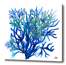 Coral Deep Blue