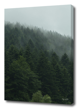 Misty landscape with foggy forest
