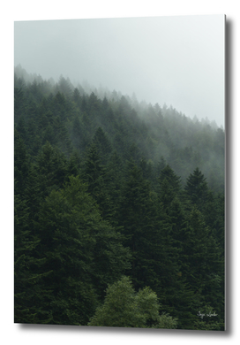 Misty landscape with foggy forest