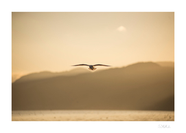 Sunrise seagull