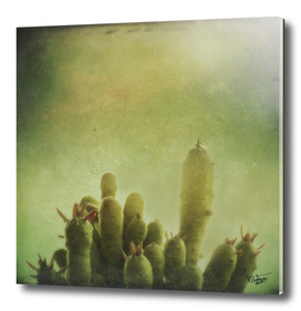 Cactus in my Mind