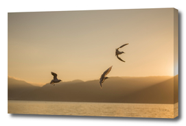 Three seagulls over a lake