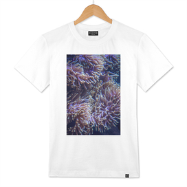 Soft coral 2