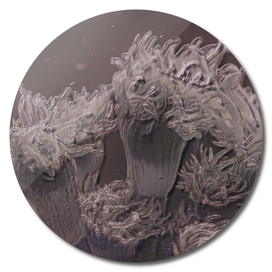 Soft coral in grey