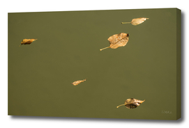 Floating leaves