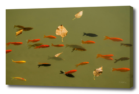 Floating leaves with goldfish