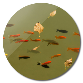 Floating leaves with goldfish