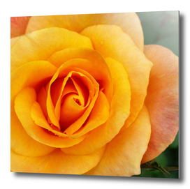 yellow rose blossom