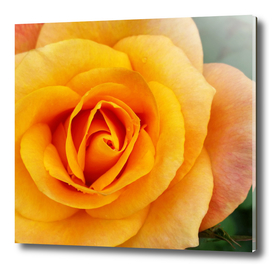 yellow rose blossom