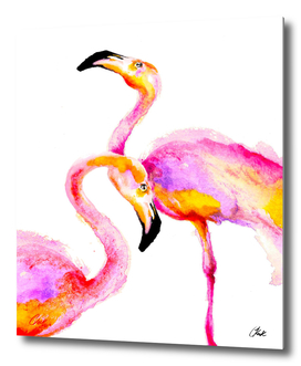 Love Flamingos
