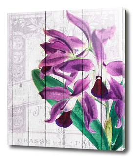 Orchid Purple Paris