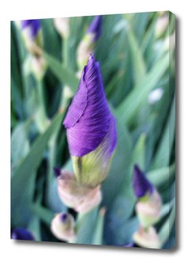 purple iris bud