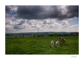 Sheep In The Stour Valley