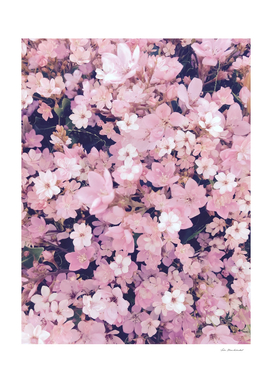 blooming pink flower texture pattern abstract