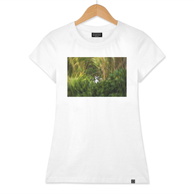 lemur in the bush