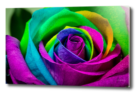 Multi-Coloured Rose