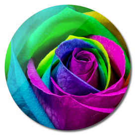 Multi-Coloured Rose