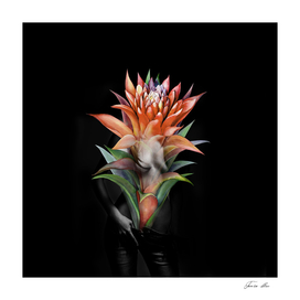 Erotic Guzmania flower
