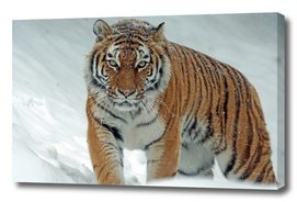The Amur Tiger