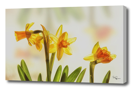 Tiny Daffodils