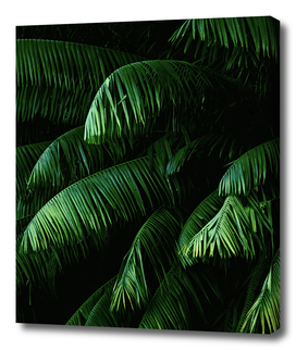 Green lush palms