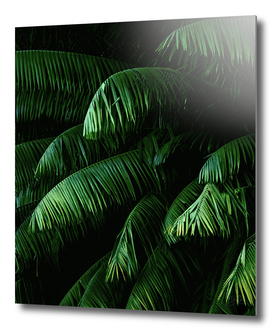 Green lush palms