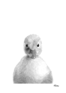 Black and White Duckling