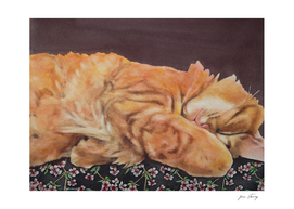 Allegory of a Kitten's Life Dreamweaver No.14
