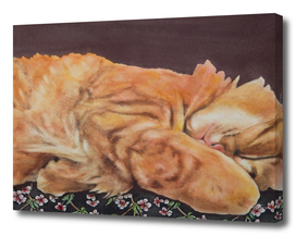 Allegory of a Kitten's Life Dreamweaver No.14
