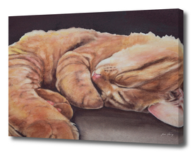 Allegory of a Kitten's Life Dreamweaver No.12