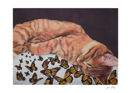 Allegory of a Kitten's Life / Dreamweaver No.8