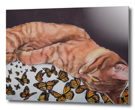 Allegory of a Kitten's Life / Dreamweaver No.8