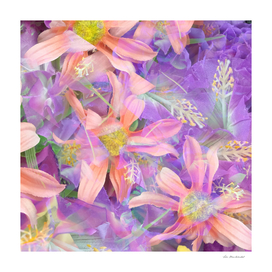 blooming pink daisy flower with purple flower background