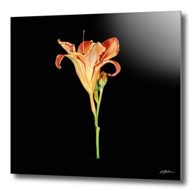 Watercolour Daylily