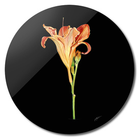 Watercolour Daylily