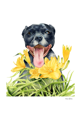 Joy | Pit Bull Dog and Daylily Watercolor Painting