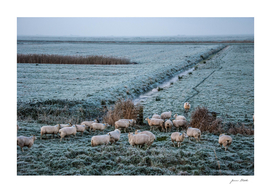 Winter Sheeps