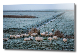 Winter Sheeps