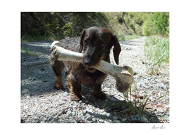 Small dog and a large bone