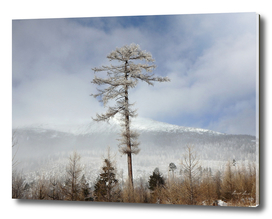 Larch tree - winter nature