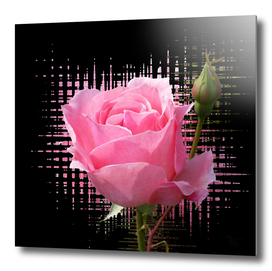 pink rose splash