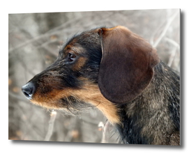 Dog, head rough-coated Dachshund