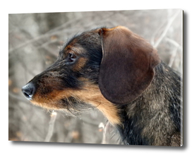 Dog, head rough-coated Dachshund