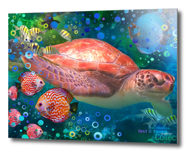 Sea Turtle by a Reef