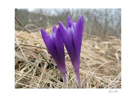 saffron, crocus,(Crocus heuffelianus)