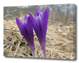 saffron, crocus,(Crocus heuffelianus)