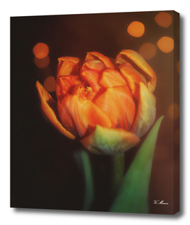 golden orange bokeh tulip