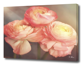 soft pink anemones