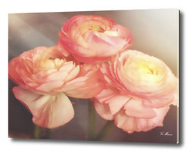 soft pink anemones