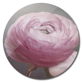 soft pink anemone